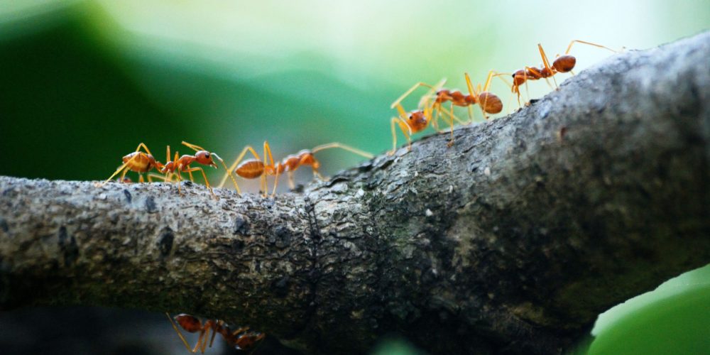 JD Smith Pest - Four Types of Ants You Will Find In Florida