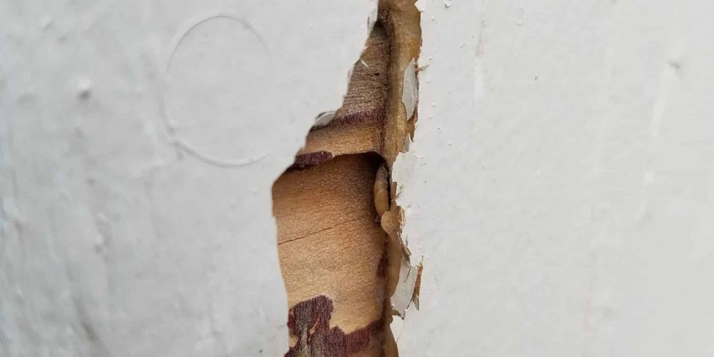 drywood termite florida