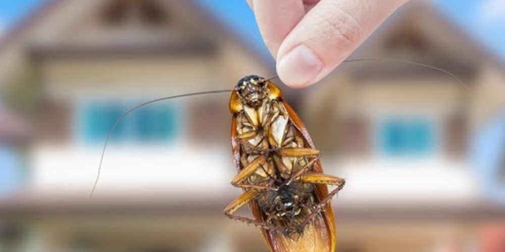 Palmetto Bug Being Picked up by a hand