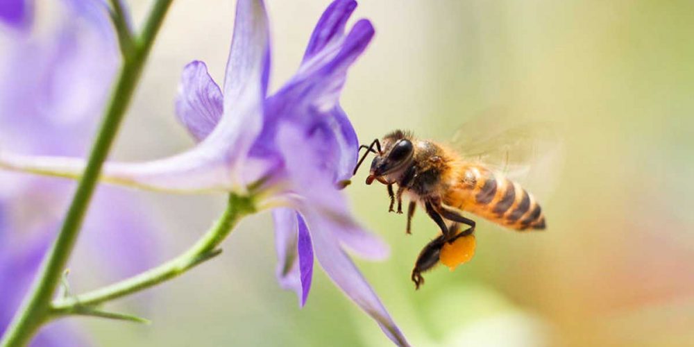 bee-in-purple-flower