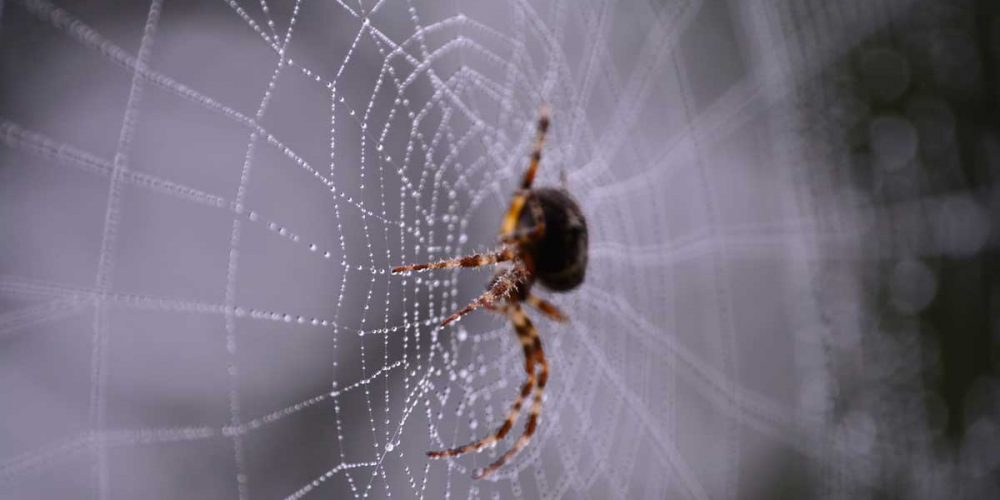 spider in spider web