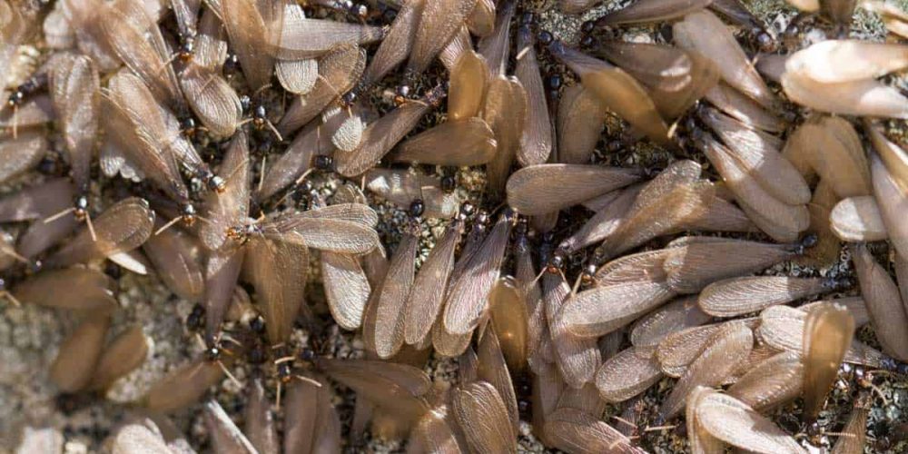 drywood-termites-tampa-bay-fl