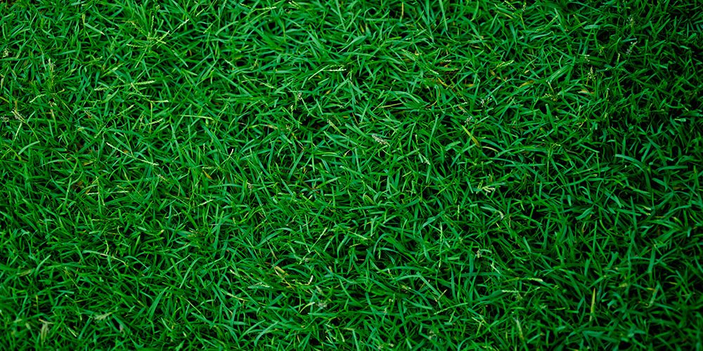 green-grass-background-football-field