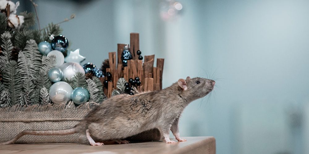 Rodents are looking for winter warmth. Here's how to keep them out of your  home