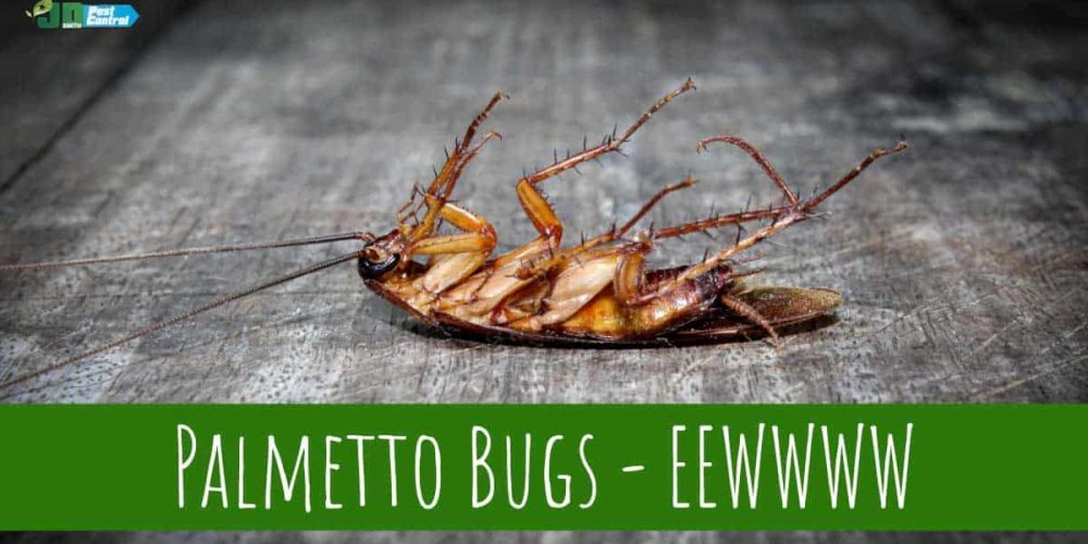 palmetto-bugs-roaches-florida-pest-control