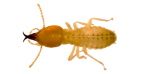 pest-control-clearwater-subterannean-termite