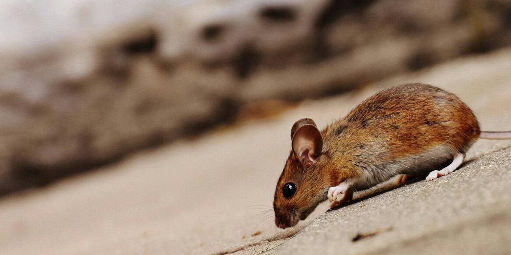 Rodent control and Exclusion in St. Petersburg Florida