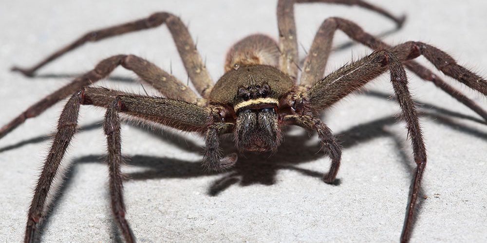 The wolf spider is autumn's most frightening home intruder - The Washington  Post