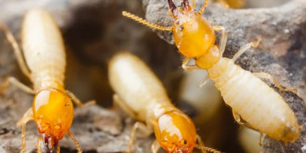 Understanding Options for Termite Treatment