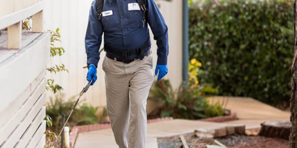 Why You Should Hire Professional Pest Control