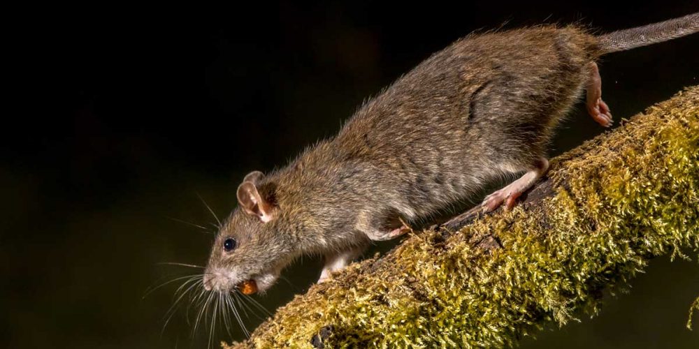wild-brown-rat-at-night
